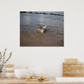 Capo von Oppenheim, Jack Russell Dog Poster (Küche)