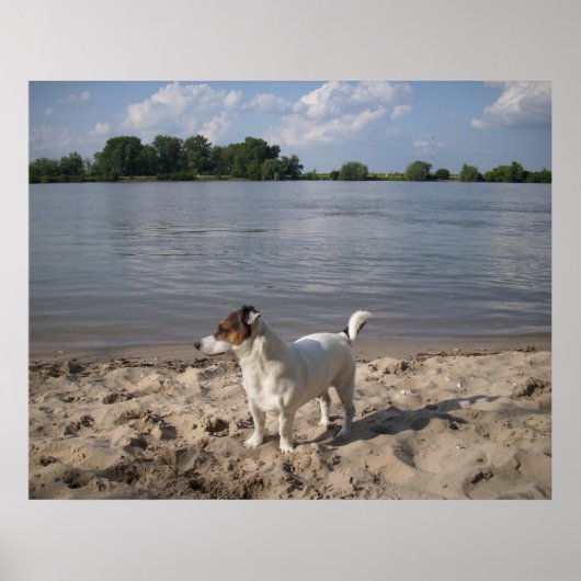 Capo von Oppenheim, Jack Russell Dog Poster (Vorne)