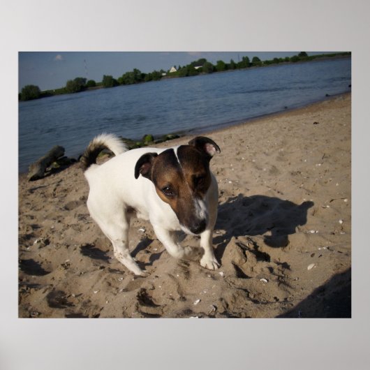 Capo von Oppenheim, Jack Russell Dog Poster (Vorne)