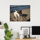 Capo von Oppenheim, Jack Russell Dog Poster (Heimbüro)