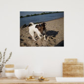 Capo von Oppenheim, Jack Russell Dog Poster (Küche)