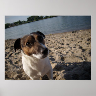 Capo von Oppenheim, Jack Russell Dog Poster
