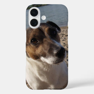 Capo von Oppenheim Jack Russell Terrier, Dog iPhone 16 Hülle