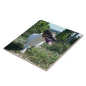 Capo von Oppenheim Jack Russell Terrier, Dog Fliese (Seite)