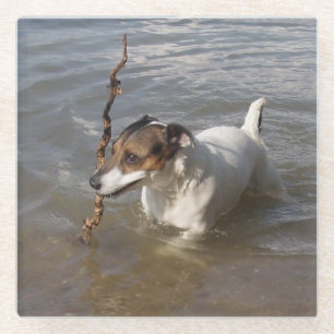 Capo von Oppenheim Jack Russell Terrier, Dog Glasuntersetzer