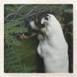 Capo von Oppenheim Jack Russell Terrier, Dog Glasuntersetzer