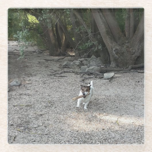 Capo von Oppenheim Jack Russell Terrier, Dog Glasuntersetzer (Vorderseite)