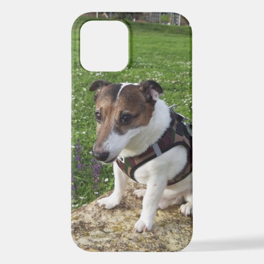 Capo von Oppenheim Jack Russell Terrier, Dog iPhone Hülle (Rückseite)