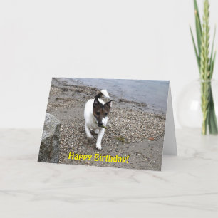 Capo von Oppenheim Jack Russell Terrier, Dog Karte