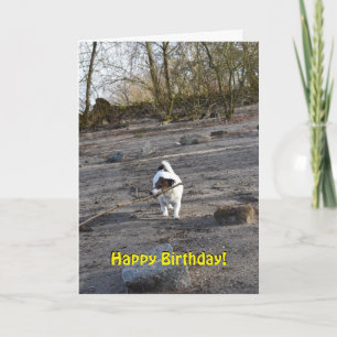 Capo von Oppenheim Jack Russell Terrier, Dog Karte