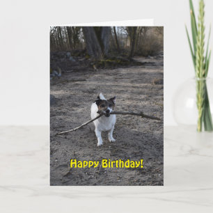 Capo von Oppenheim Jack Russell Terrier, Dog Karte