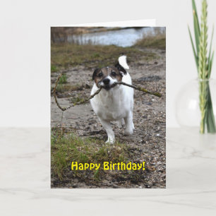 Capo von Oppenheim Jack Russell Terrier, Dog Karte