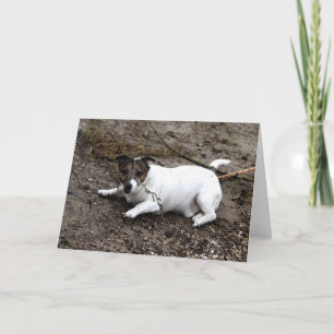 Capo von Oppenheim Jack Russell Terrier, Dog Karte