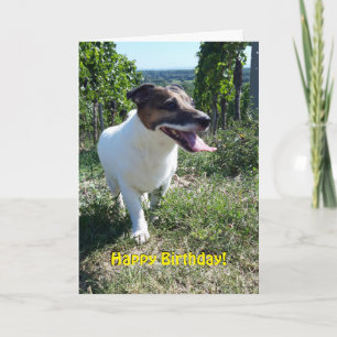 Capo von Oppenheim Jack Russell Terrier, Dog Karte