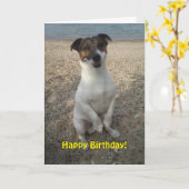 Capo von Oppenheim Jack Russell Terrier, Dog Karte (Gelbe Blume)