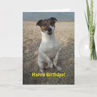 Capo von Oppenheim Jack Russell Terrier, Dog Karte