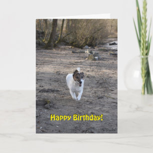 Capo von Oppenheim Jack Russell Terrier, Dog Karte