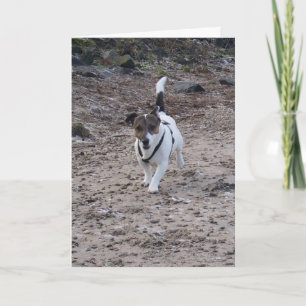 Capo von Oppenheim Jack Russell Terrier, Dog Karte