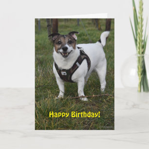 Capo von Oppenheim Jack Russell Terrier, Dog Karte
