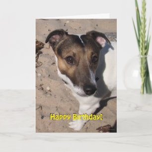 Capo von Oppenheim Jack Russell Terrier, Dog Karte