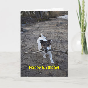 Capo von Oppenheim Jack Russell Terrier, Dog Karte