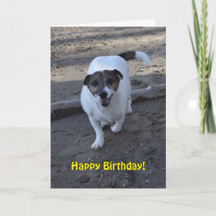 Capo von Oppenheim Jack Russell Terrier, Dog Karte