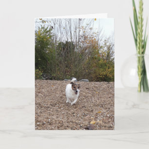 Capo von Oppenheim Jack Russell Terrier, Dog Karte