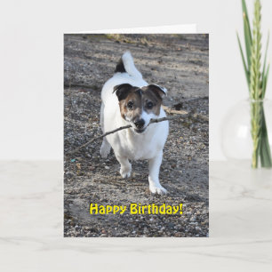 Capo von Oppenheim Jack Russell Terrier, Dog Karte