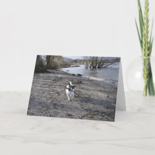 Capo von Oppenheim Jack Russell Terrier, Dog Karte