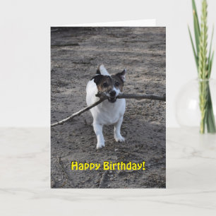 Capo von Oppenheim Jack Russell Terrier, Dog Karte