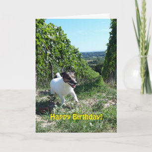 Capo von Oppenheim Jack Russell Terrier, Dog Karte