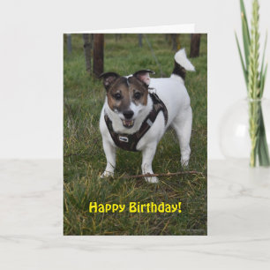 Capo von Oppenheim Jack Russell Terrier, Dog Karte