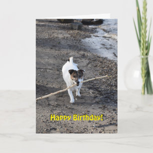Capo von Oppenheim Jack Russell Terrier, Dog Karte