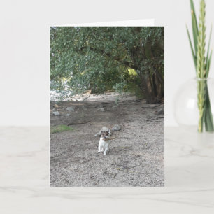 Capo von Oppenheim Jack Russell Terrier, Dog Karte