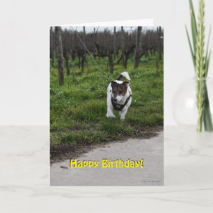 Capo von Oppenheim Jack Russell Terrier, Dog Karte