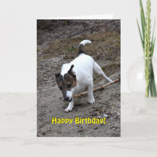 Capo von Oppenheim Jack Russell Terrier, Dog Karte