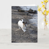Capo von Oppenheim Jack Russell Terrier, Dog Karte (Gelbe Blume)