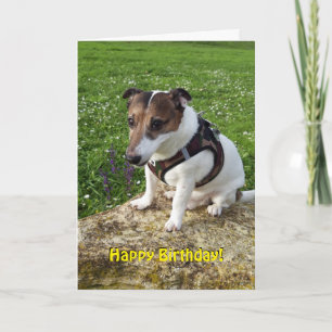 Capo von Oppenheim Jack Russell Terrier, Dog Karte