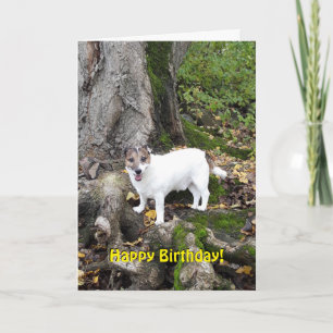 Capo von Oppenheim Jack Russell Terrier, Dog Karte