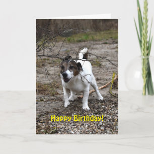 Capo von Oppenheim Jack Russell Terrier, Dog Karte