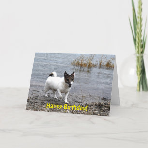 Capo von Oppenheim Jack Russell Terrier, Dog Karte
