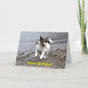Capo von Oppenheim Jack Russell Terrier, Dog Karte