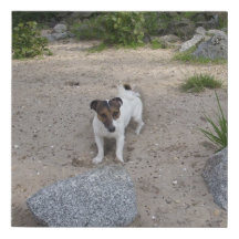 Capo von Oppenheim Jack Russell Terrier, Dog