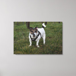 Capo von Oppenheim, Jack Russell Terrier Dog Leinwanddruck