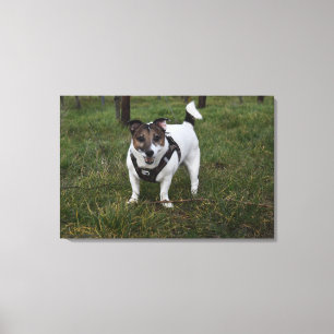 Capo von Oppenheim, Jack Russell Terrier Dog Leinwanddruck