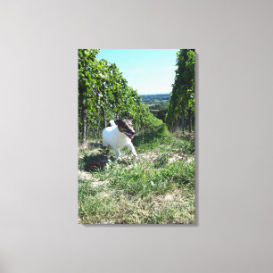 Capo von Oppenheim, Jack Russell Terrier, Dog Leinwanddruck