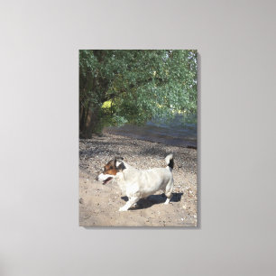 Capo von Oppenheim, Jack Russell Terrier, Dog Leinwanddruck