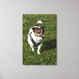 Capo von Oppenheim, Jack Russell Terrier, Dog Leinwanddruck