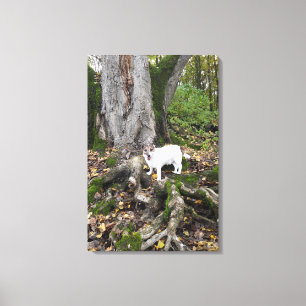 Capo von Oppenheim, Jack Russell Terrier, Dog Leinwanddruck