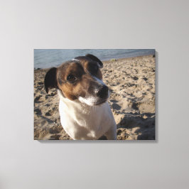 Capo von Oppenheim, Jack Russell Terrier, Dog Leinwanddruck